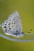 Myrblåvinge (Plebejus optilete)