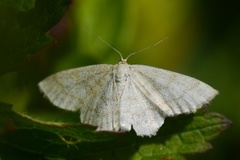 Smoky Wave (Scopula ternata)