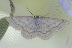 Smoky Wave (Scopula ternata)