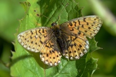 Small Pearl-bordered Fritillary (Boloria selene)