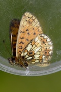 Small Pearl-bordered Fritillary (Boloria selene)