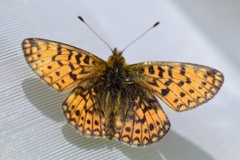 Small Pearl-bordered Fritillary (Boloria selene)