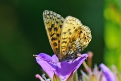 Small Pearl-bordered Fritillary (Boloria selene)