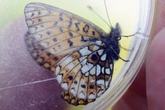Small Pearl-bordered Fritillary (Boloria selene)