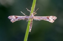 Triangle Plume (Platyptilia gonodactyla)