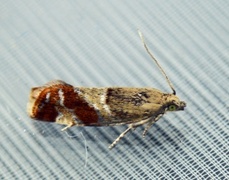 Willow Tortrix (Epinotia cruciana)