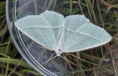 Light Emerald (Campaea margaritaria)