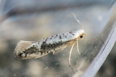 Netted Argent (Argyresthia retinella)