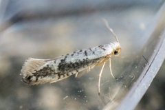 Argyresthia retinella