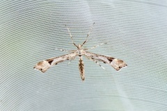 Triangle Plume (Platyptilia gonodactyla)