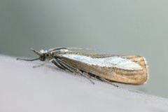 Pearl-band Grass Veneer (Catoptria margaritella)