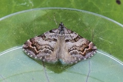 Manchester Treble-bar (Carsia sororiata)