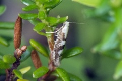 Gold Rowan Argent (Argyresthia sorbiella)