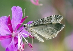 Grå bergmåler (Entephria caesiata)