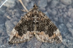 Common Marbled Carpet (Dysstroma truncata)