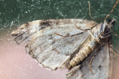Common Marbled Carpet (Dysstroma truncata)