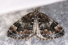 Common Marbled Carpet (Dysstroma truncata)
