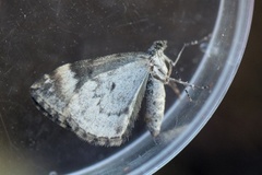 Common Marbled Carpet (Dysstroma truncata)