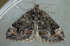 Common Marbled Carpet (Dysstroma truncata)