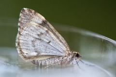 Common Marbled Carpet (Dysstroma truncata)