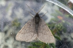 Pjuskemåler (Macaria fusca)