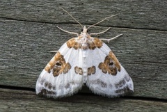 Blue-bordered Carpet (Plemyria rubiginata)