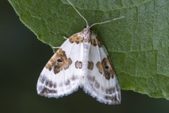 Blue-bordered Carpet (Plemyria rubiginata)