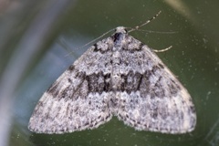 Grå bergmåler (Entephria caesiata)