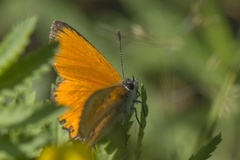 Scarce Copper (Lycaena virgaureae)
