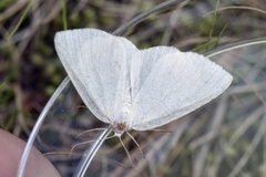 Common White Wave (Cabera pusaria)