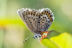 Silver-studded Blue (Plebejus argus)