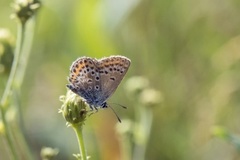 Silver-studded Blue (Plebejus argus)