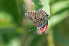 Silver-studded Blue (Plebejus argus)