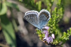 Silver-studded Blue (Plebejus argus)