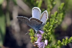 Silver-studded Blue (Plebejus argus)