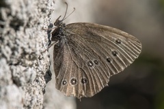 Ringlet (Aphantopus hyperantus)