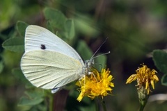 Stor kålsommerfugl (Pieris brassicae)