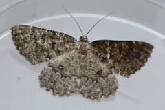 The Annulet (Charissa obscurata)