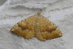 Yellow Shell (Camptogramma bilineata)