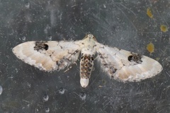 Hvit dvergmåler (Eupithecia centaureata)