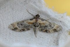 Torskemunndvergmåler (Eupithecia linariata)