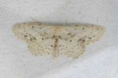 Flekkengmåler (Idaea dimidiata)