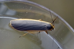 Common Footman (Eilema lurideola)