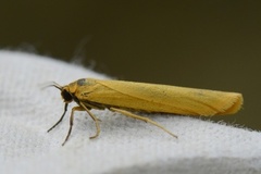 Gul lavspinner (Eilema lutarella)