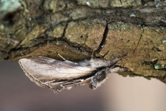 Swallow Prominent (Pheosia tremula)