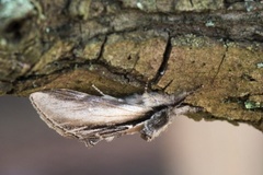 Seljetannspinner (Pheosia tremula)