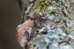 Pebble Prominent (Notodonta ziczac)