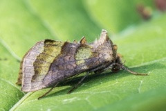 Burnished Brass (Diachrysia chrysitis)