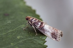 Rognesmalmott (Acrobasis advenella)