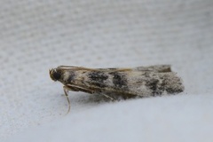 Ash-bark Knot-horn (Euzophera pinguis)